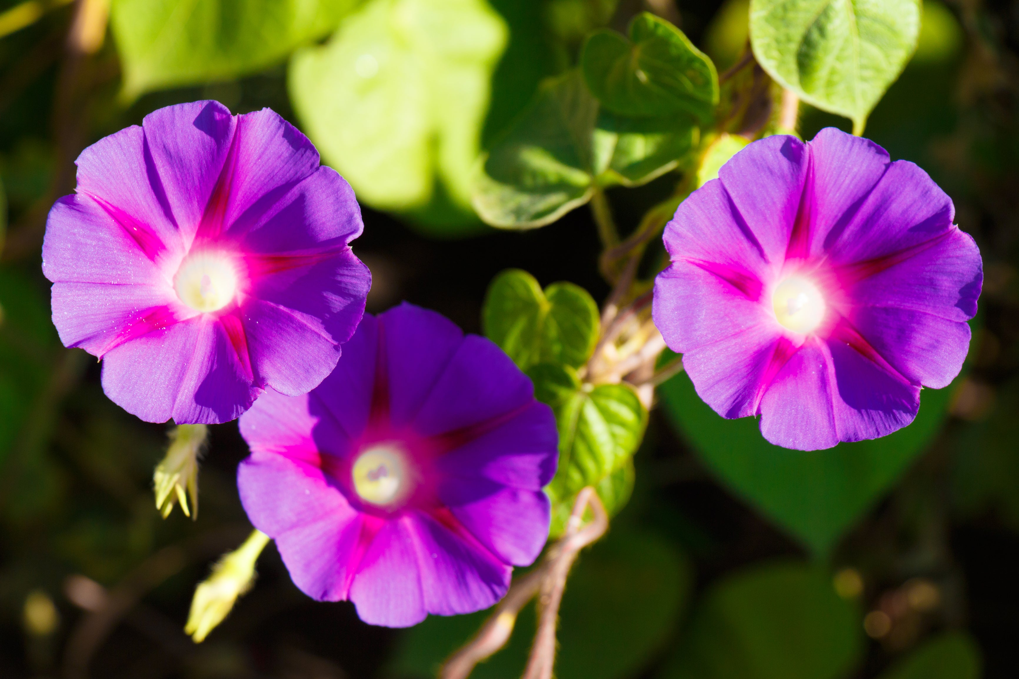 50 Mixed JAPANESE MORNING GLORY Ipomoea Nil Flower Vine Color Mix