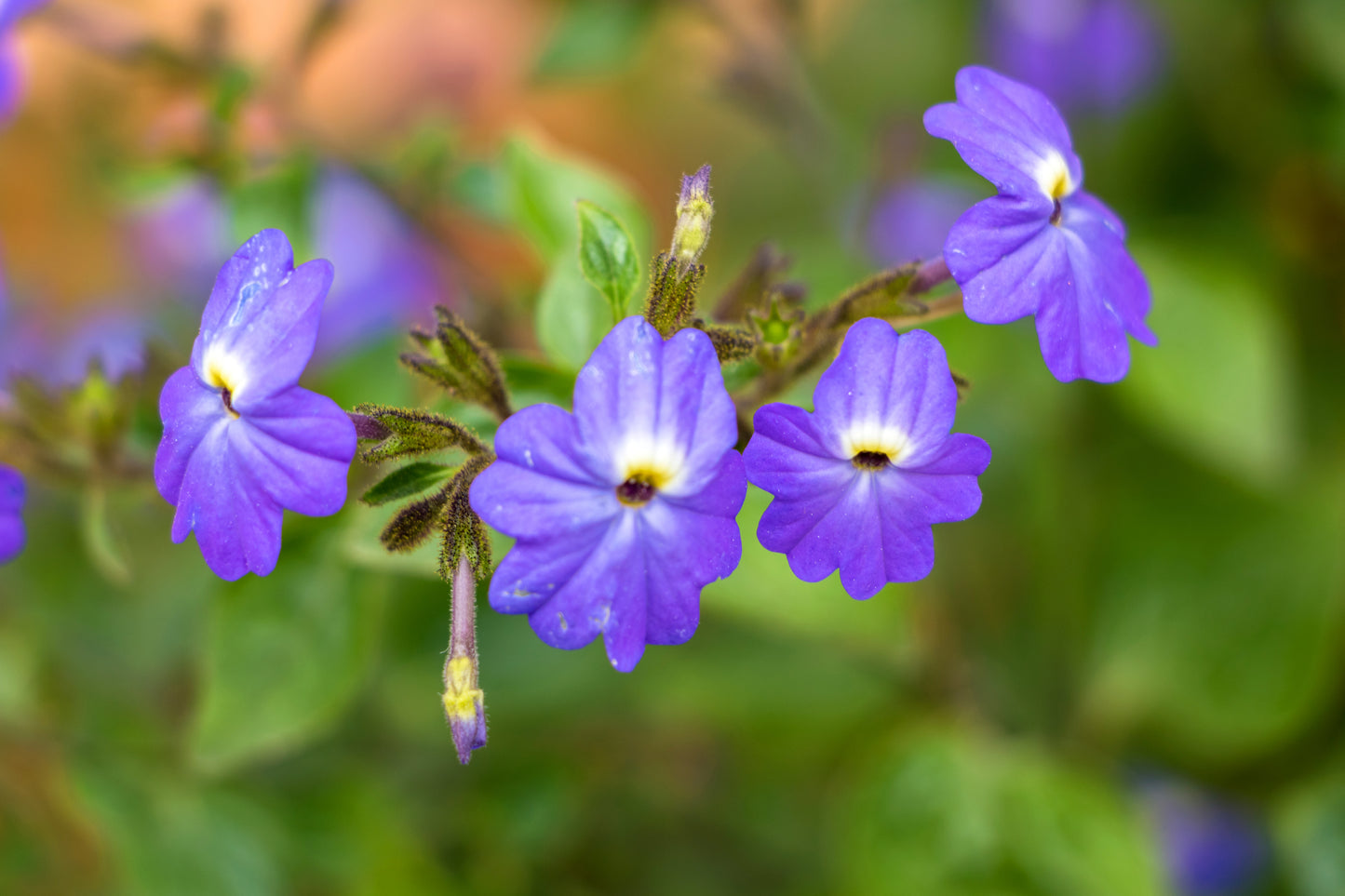 50 BROWALLIA Americana Amethyst Flower Bush Violet Blue Purple Flower Seeds