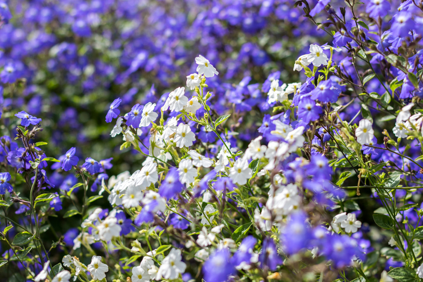 50 BROWALLIA Americana Amethyst Flower Bush Violet Blue Purple Flower Seeds