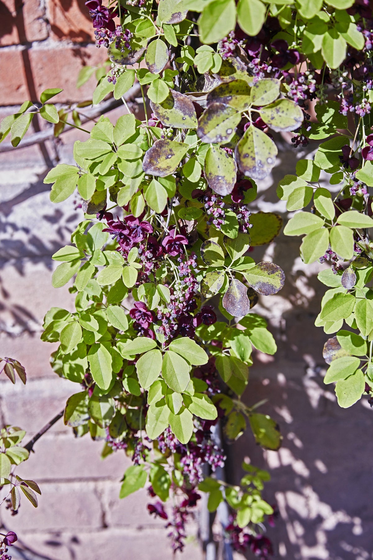 100 - 1000 Bulk CHOCOLATE VINE Edible Fruit Akebia Quinata Fragrant Flower Seeds