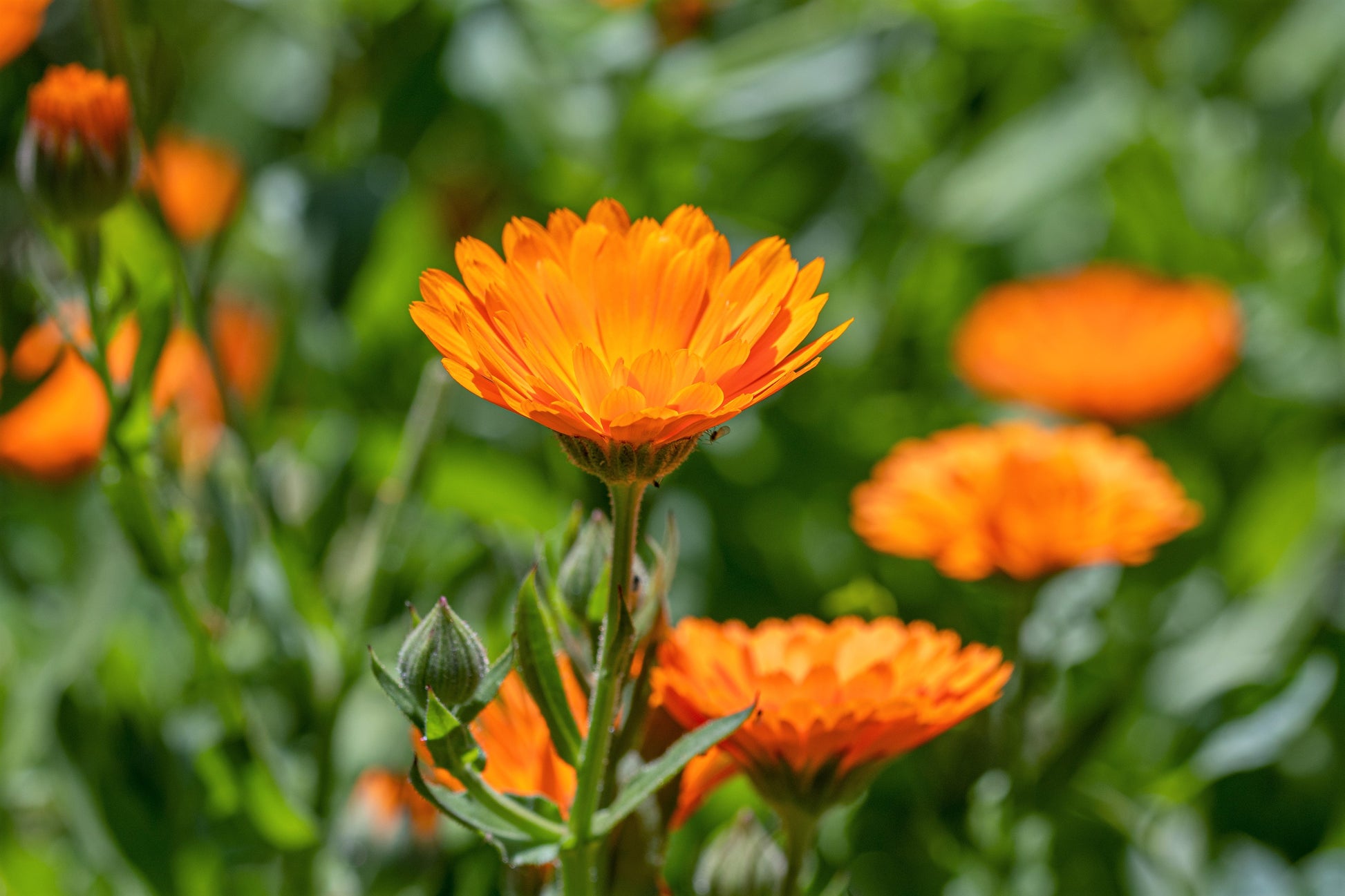 english marigold seeds 100 ORANGE ENGLISH MARIGOLD (Scotch / Pot Marigold) Calendula Officinalis Flower Seeds