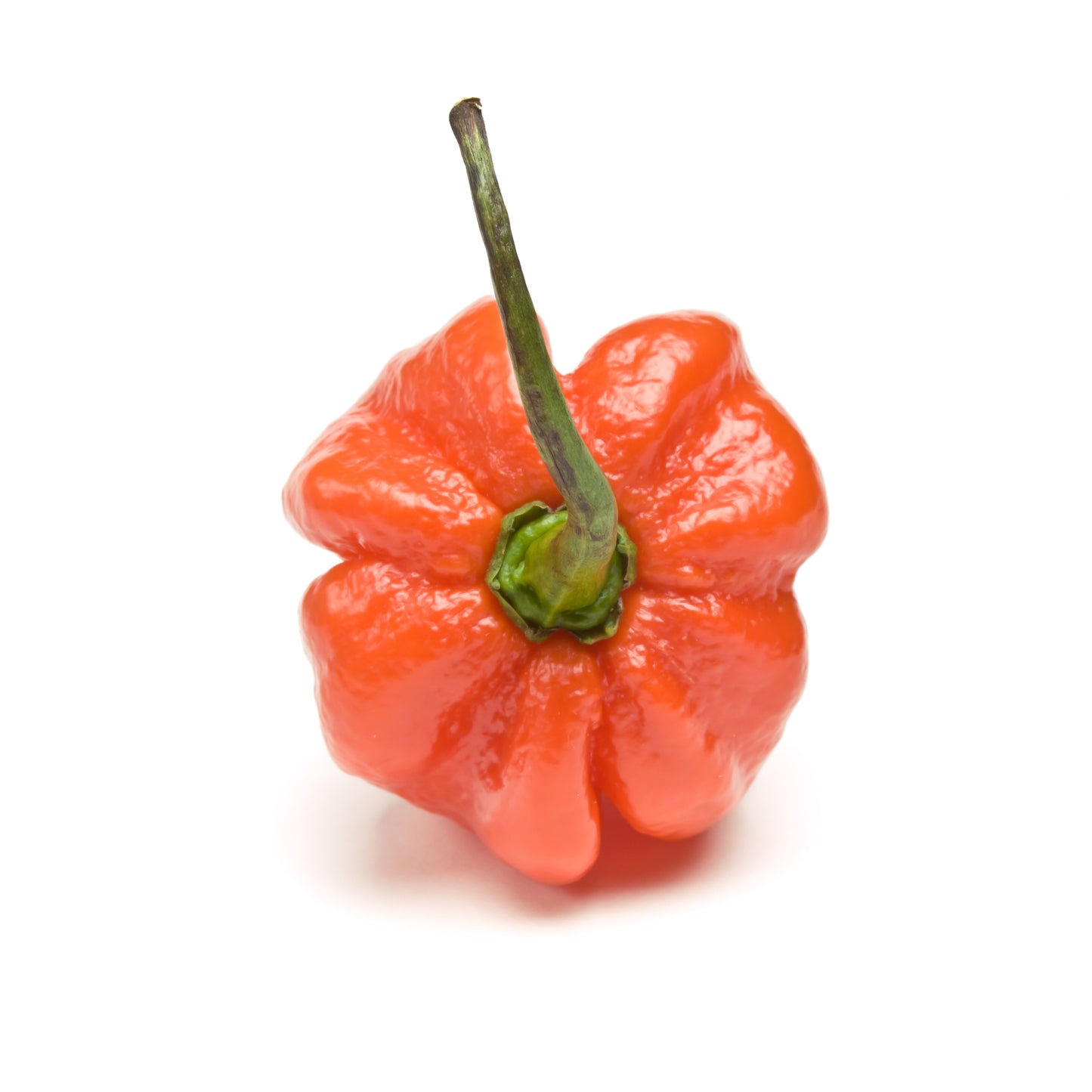 40 Orange SCOTCH BONNET PEPPER very hot Jamaican Capsicum Chinense Vegetable Seeds