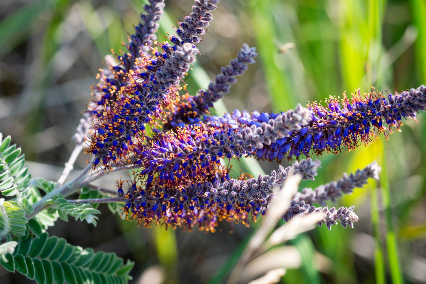 100 Purple LEAD PLANT Amorpha Canescens Wild Tea Downy Indigo Native Flower Seeds