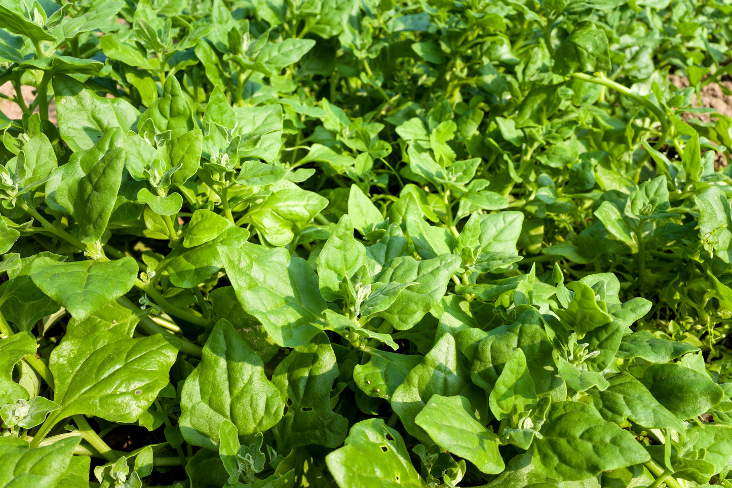 60 NEW ZEALAND SPINACH Tetragonia Tetragonioides Vegetable Greens Seeds
