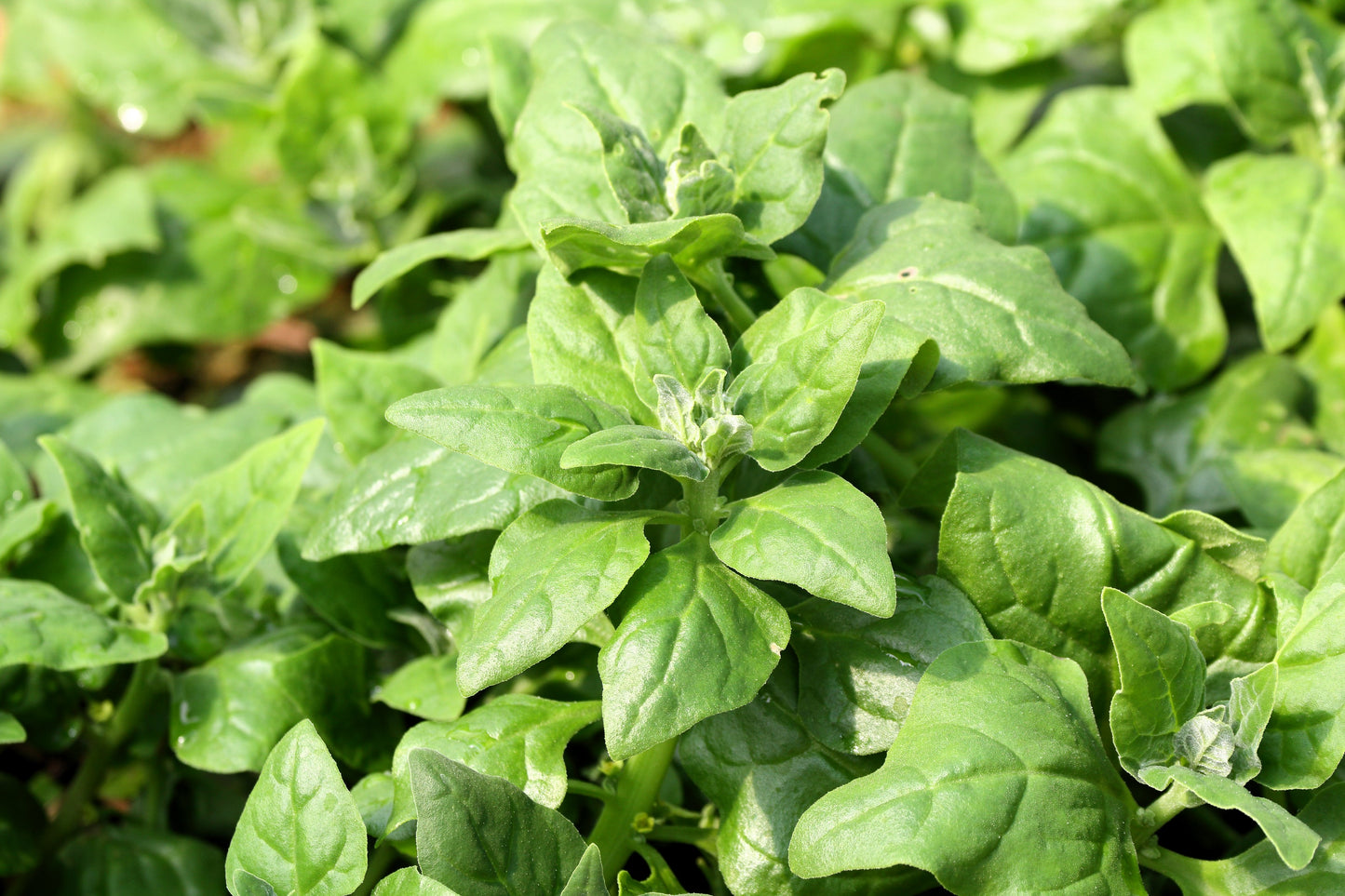60 NEW ZEALAND SPINACH Tetragonia Tetragonioides Vegetable Greens Seeds