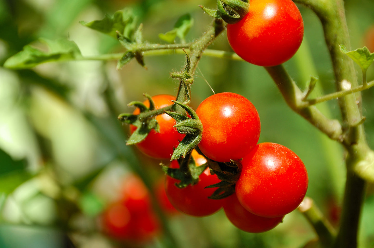 1 Oz Bulk ITALIAN TREE TOMATO 'Trip L Crop' Seeds - 1 Ounce = Approx 9500 Seeds