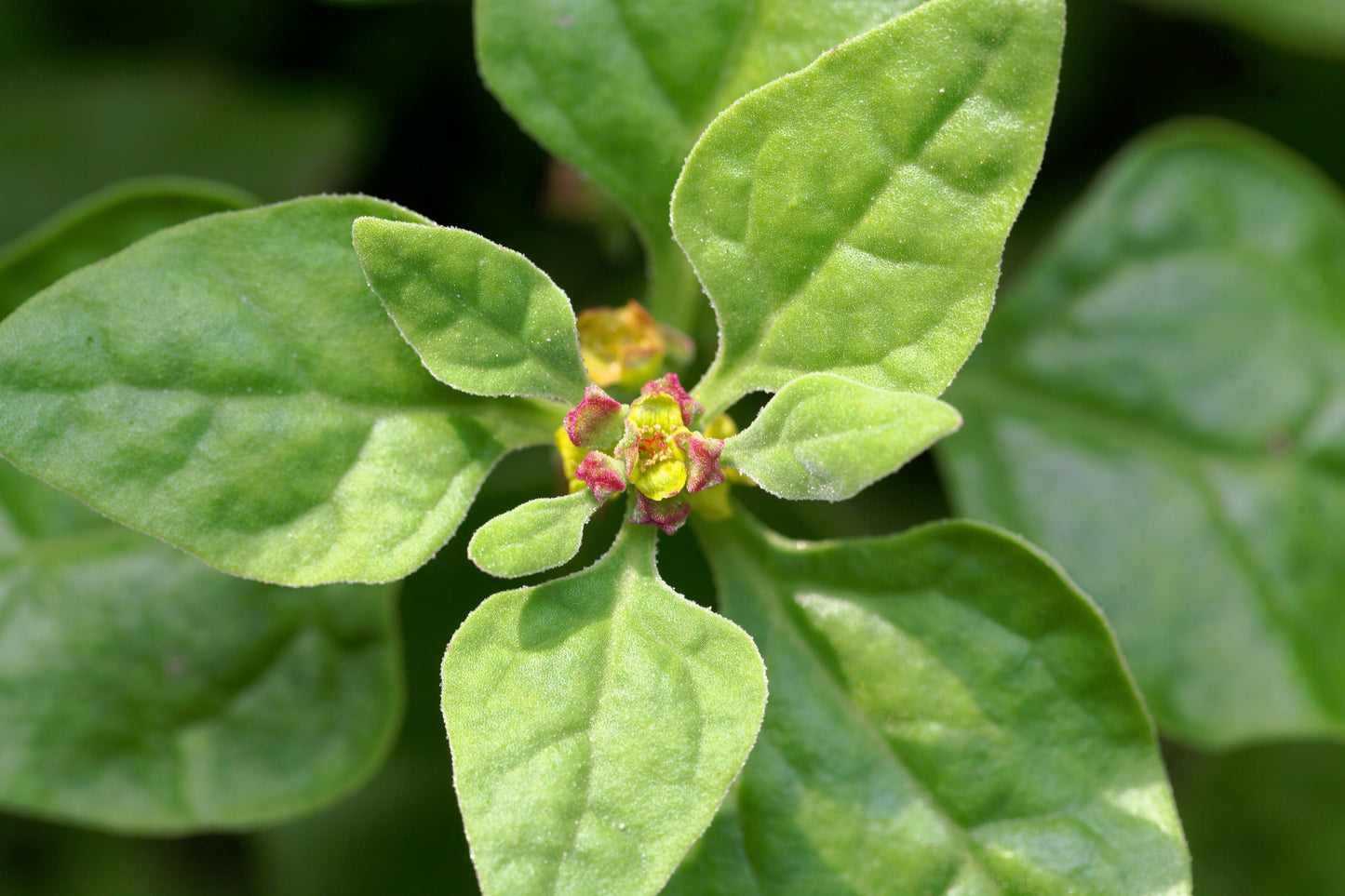 60 NEW ZEALAND SPINACH Tetragonia Tetragonioides Vegetable Greens Seeds