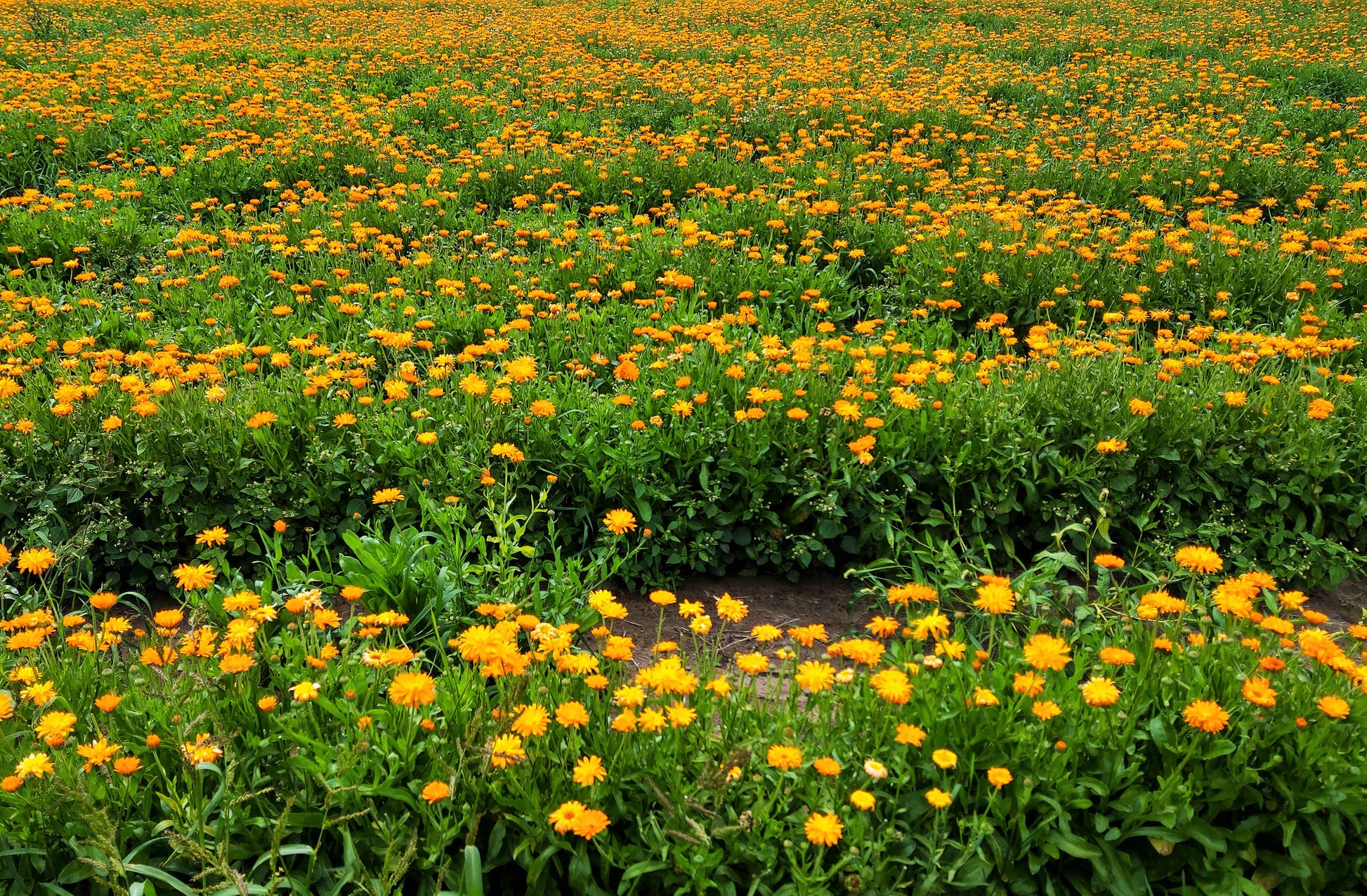 field marigold seeds 100 ORANGE ENGLISH MARIGOLD (Scotch / Pot Marigold) Calendula Officinalis Flower Seeds