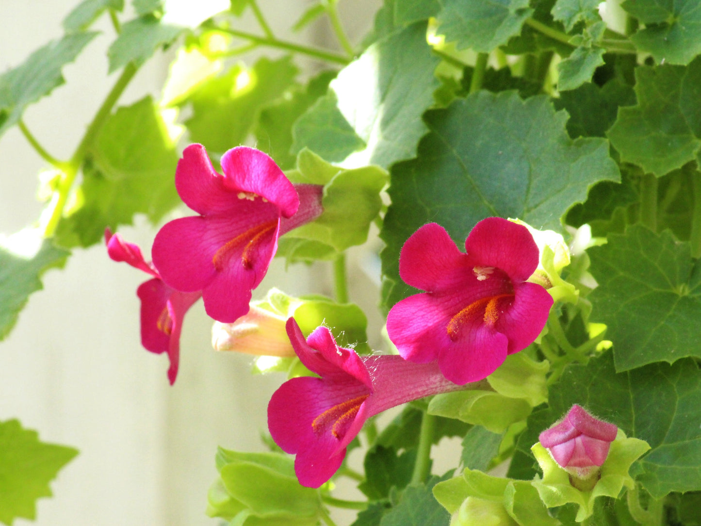 10 MIXED DRAGONSNAP VINE Asarina Scandens Climbing Snapdragon Pink Blue Red White Flower Seeds