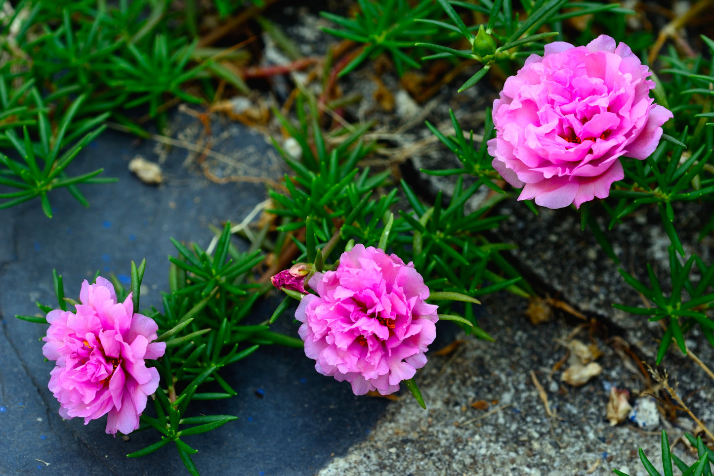 100 Pink PORTULACA Grandiflora / MOSS ROSE Flower Seeds