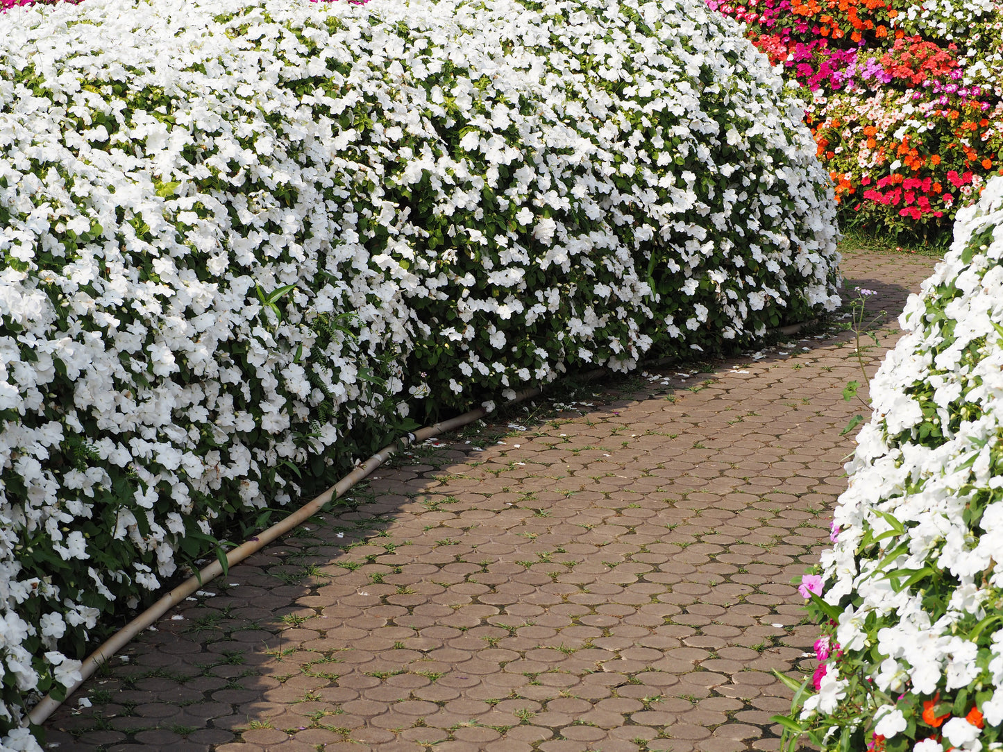 50 DWARF WHITE IMPATIENS Walleriana Part Sun or Full Shade Flower Seeds