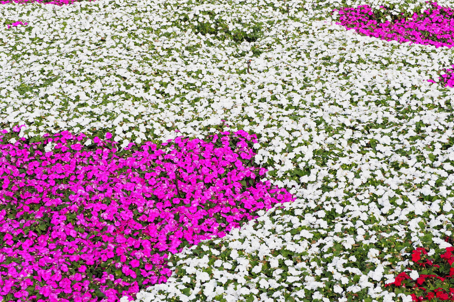 50 DWARF WHITE IMPATIENS Walleriana Part Sun or Full Shade Flower Seeds