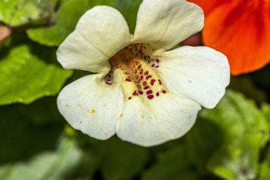 100 Twinkle WHITE MONKEY FLOWER Mimulus Seeds