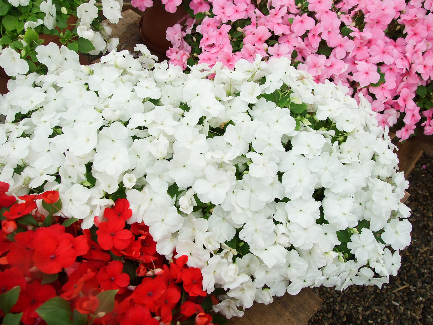 50 DWARF WHITE IMPATIENS Walleriana Part Sun or Full Shade Flower Seeds