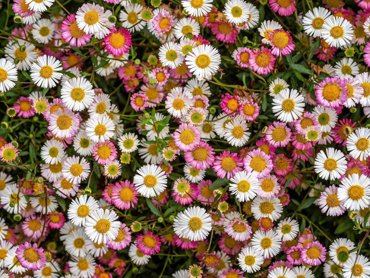 50 SANTA BARBARA DAISY Mexican Fleabane Erigeron Karvinskianus Tricolor Mixed Colors White Pink Purple Flower Seeds