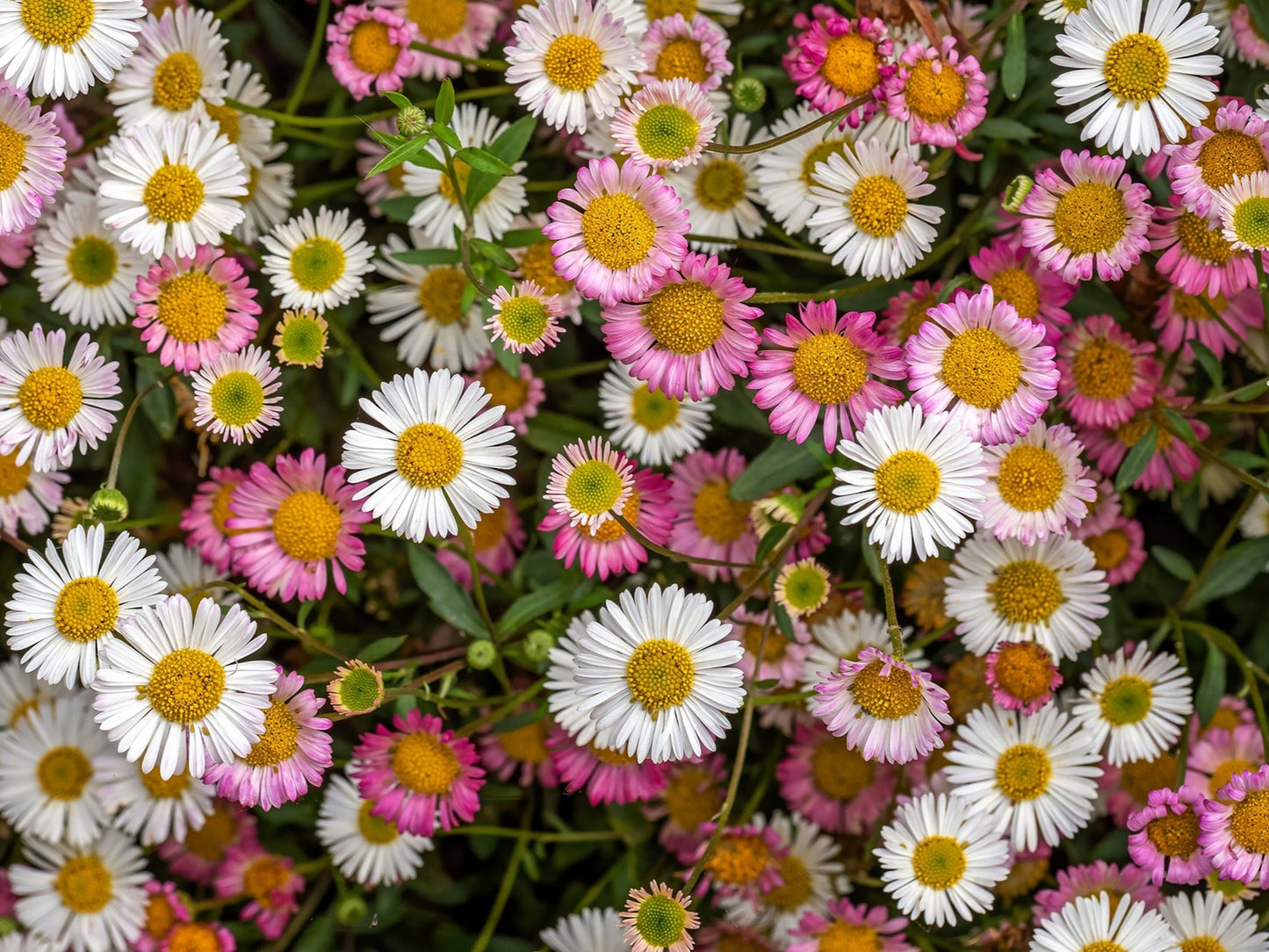 50 SANTA BARBARA DAISY Mexican Fleabane Erigeron Karvinskianus Tricolor Mixed Colors White Pink Purple Flower Seeds