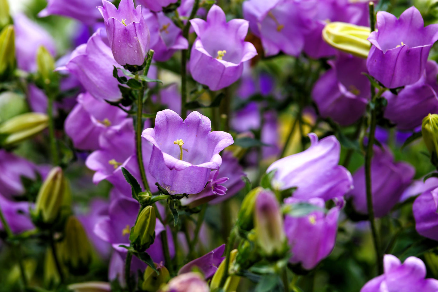 150 Mixed Colors CUP & SAUCER (Canterbury Bells) Campanula Medium Flower Seeds