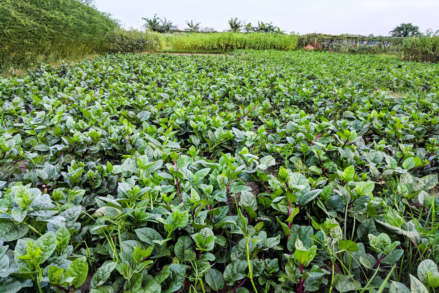 50 RED Stem MALABAR SPINACH Red Vine Ceylon Basella Alba Rubra Vegetable Seeds
