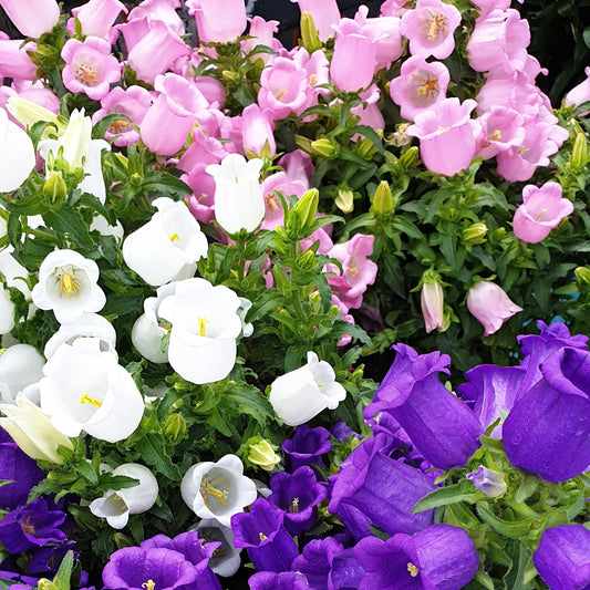 150 Mixed Colors CUP & SAUCER (Canterbury Bells) Campanula Medium Flower Seeds