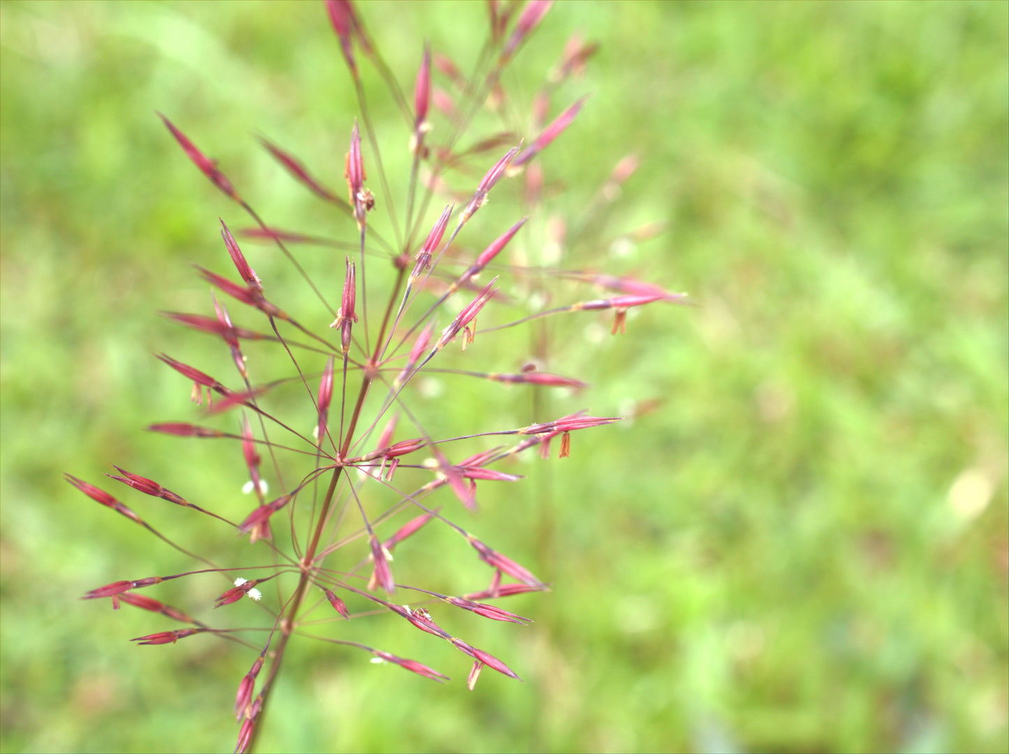 100 PURPLE LOVEGRASS Eragrostis Spectabilis Native Love Grass Flower Seeds