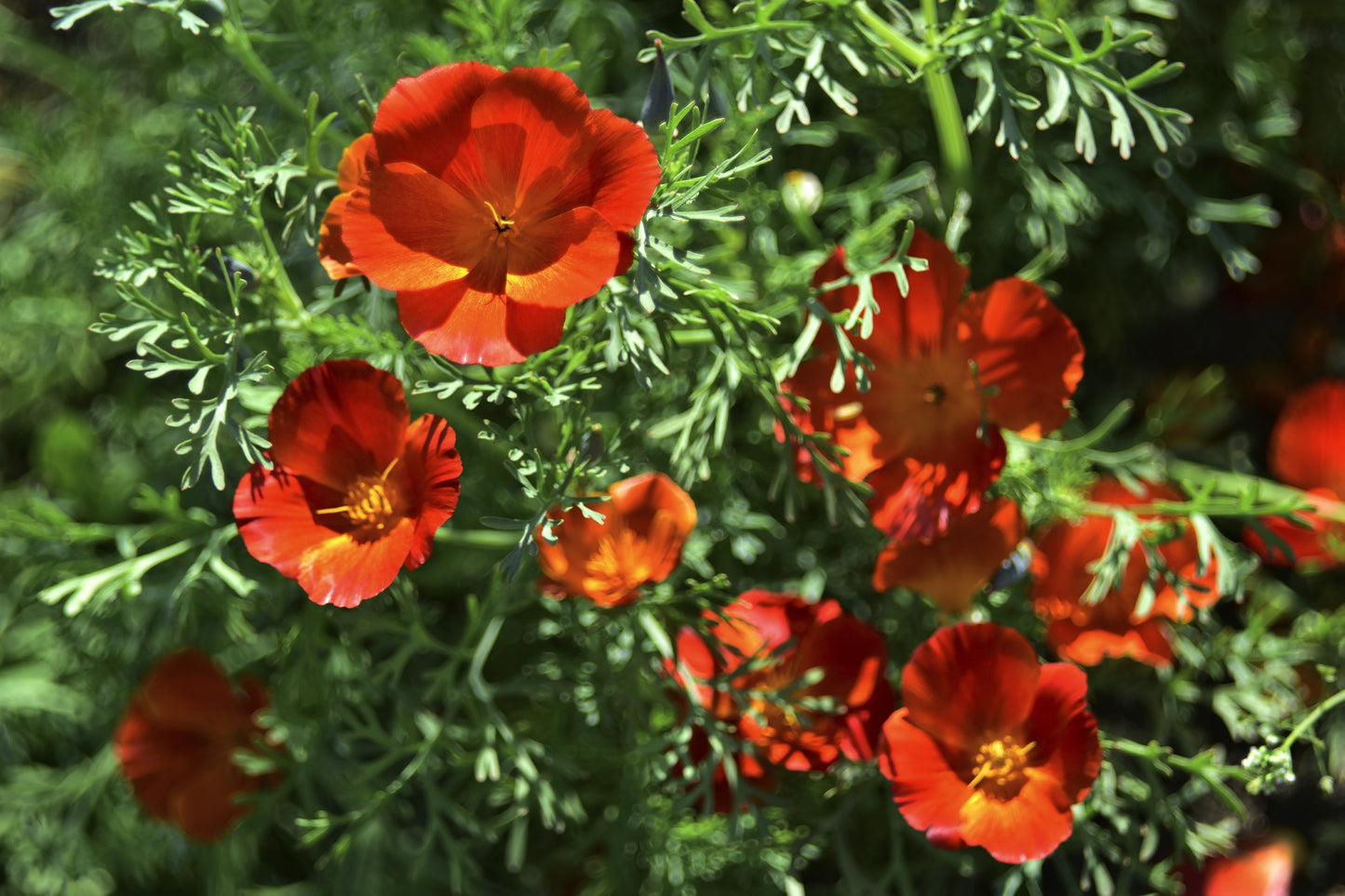 100 RED CALIFORNIA POPPY Eschscholzia Californica Native Flower Seeds