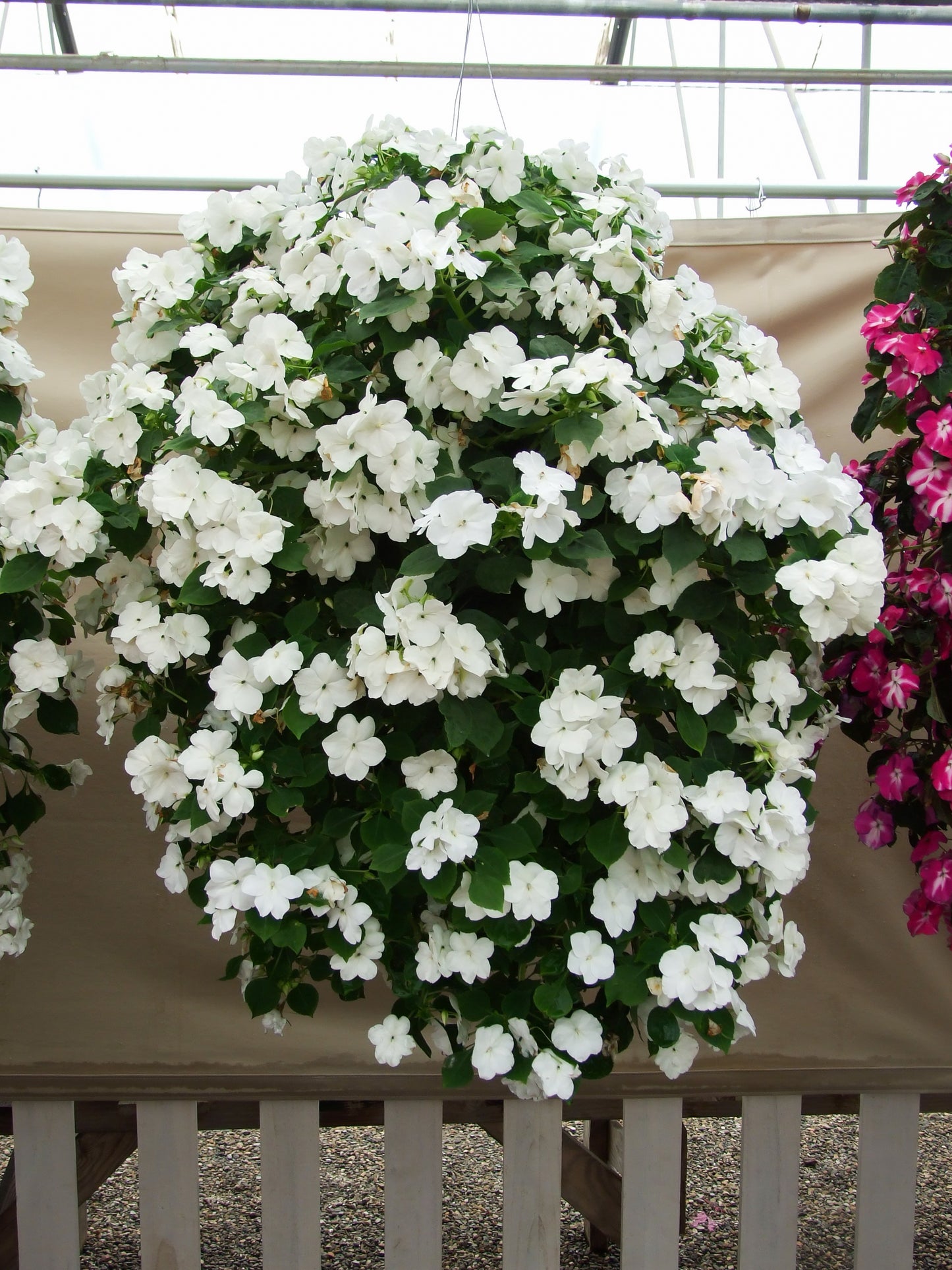 50 DWARF WHITE IMPATIENS Walleriana Part Sun or Full Shade Flower Seeds