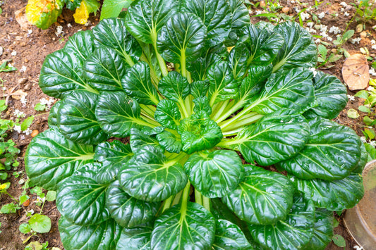 1000 TATSOI Brassica Rapa Rosularis Tat Soi Bok Choy Spinach Mustard Vegetable Seeds