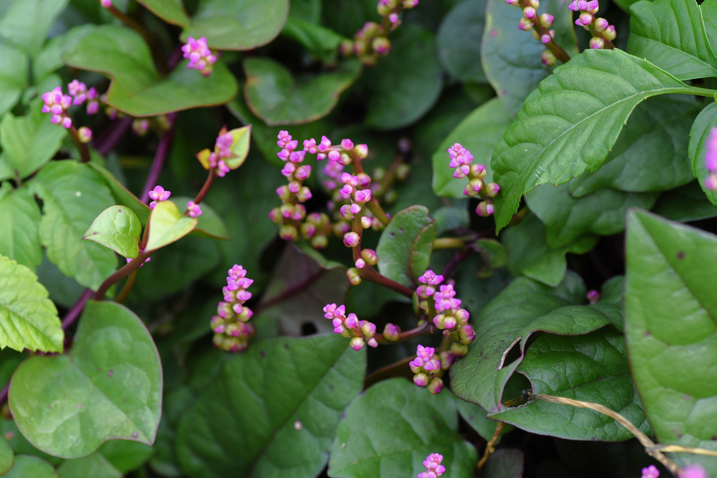 50 RED Stem MALABAR SPINACH Red Vine Ceylon Basella Alba Rubra Vegetable Seeds