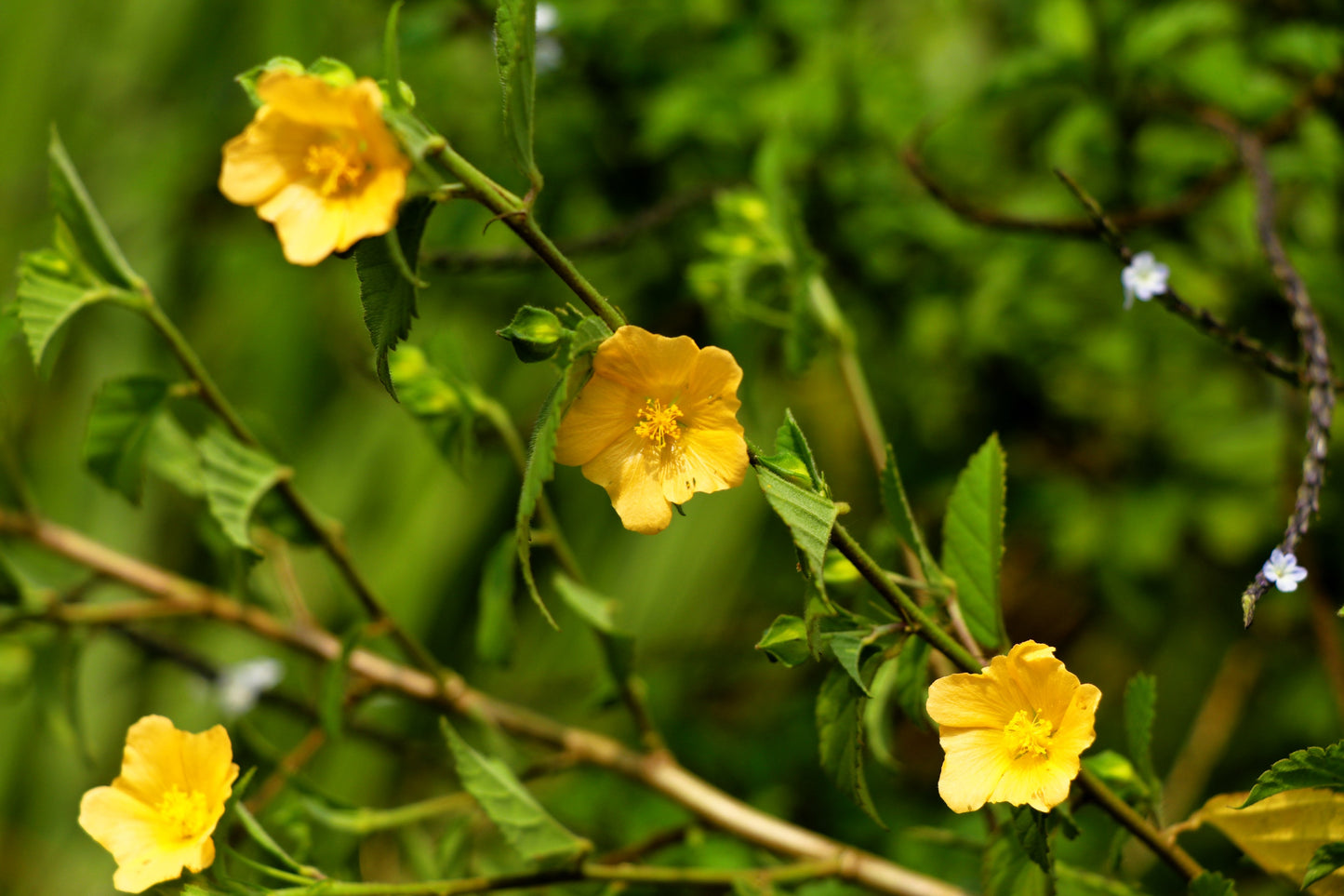 100 COUNTRY MALLOW (Bala / Flannel Weed) Sida Cordifolia Flower Seeds