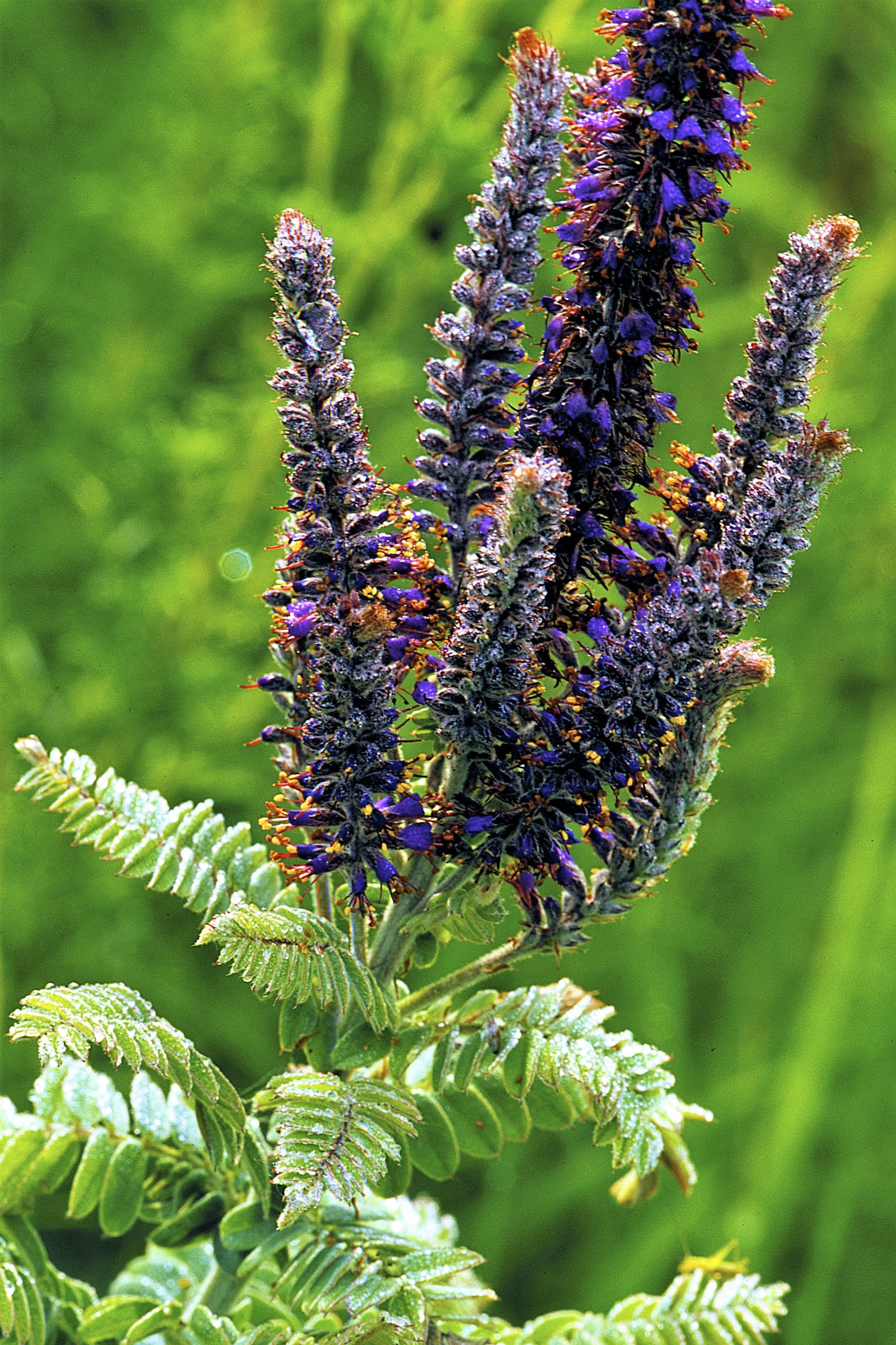 lead plant seeds 100 Purple LEAD PLANT Amorpha Canescens Wild Tea Downy Indigo Native Flower Seeds