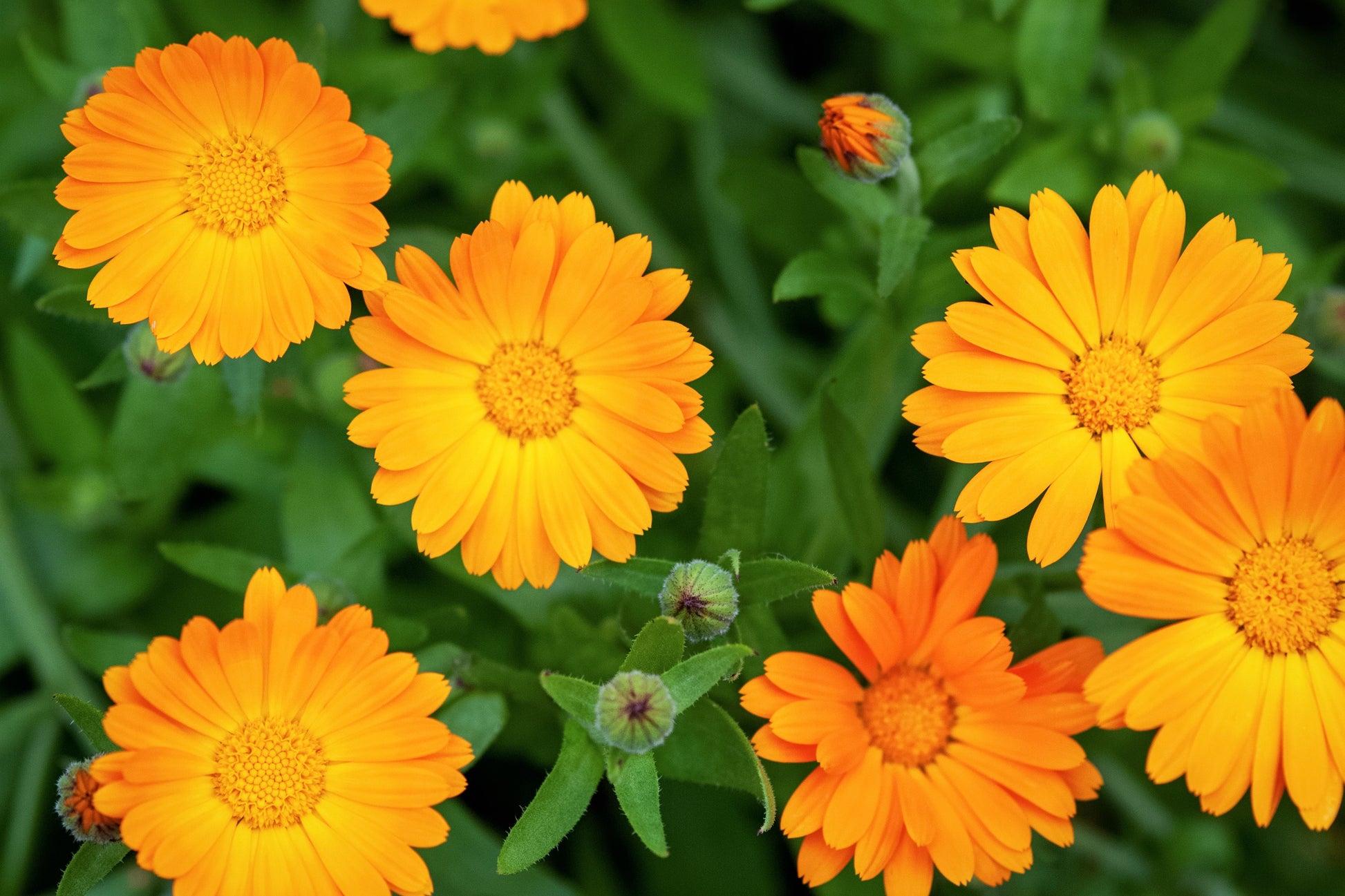 english marigold seeds 100 ORANGE ENGLISH MARIGOLD (Scotch / Pot Marigold) Calendula Officinalis Flower Seeds