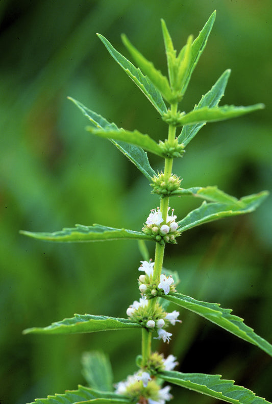 20 WATER HOREHOUND Lycopus Americanus American Bugleweed Herb Flower Seeds