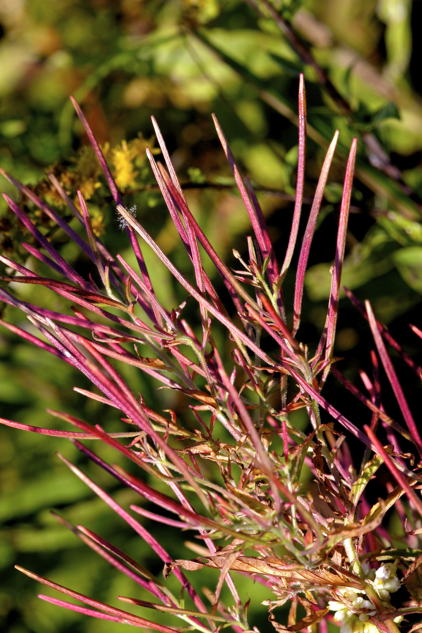 100 CINNAMON WILLOWHERB Eastern Purpleleaf Epilobium Coloratum Flower Seeds