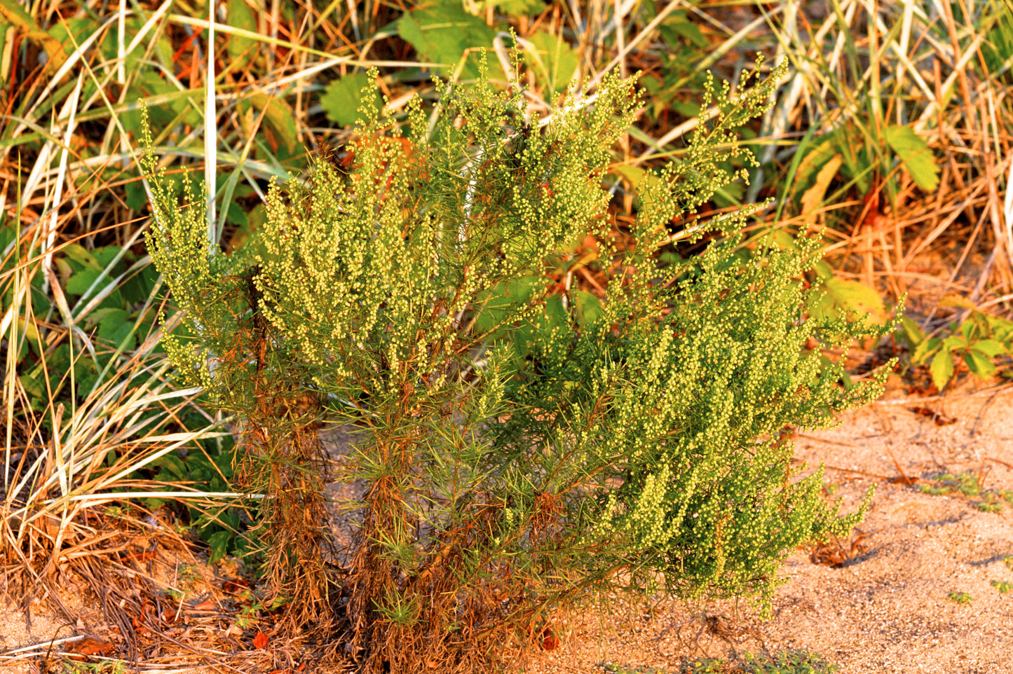 500 BEACH WORMWOOD Artemisia Campestris Caudata Silvermound Red Sagewort Herb Flower Seeds