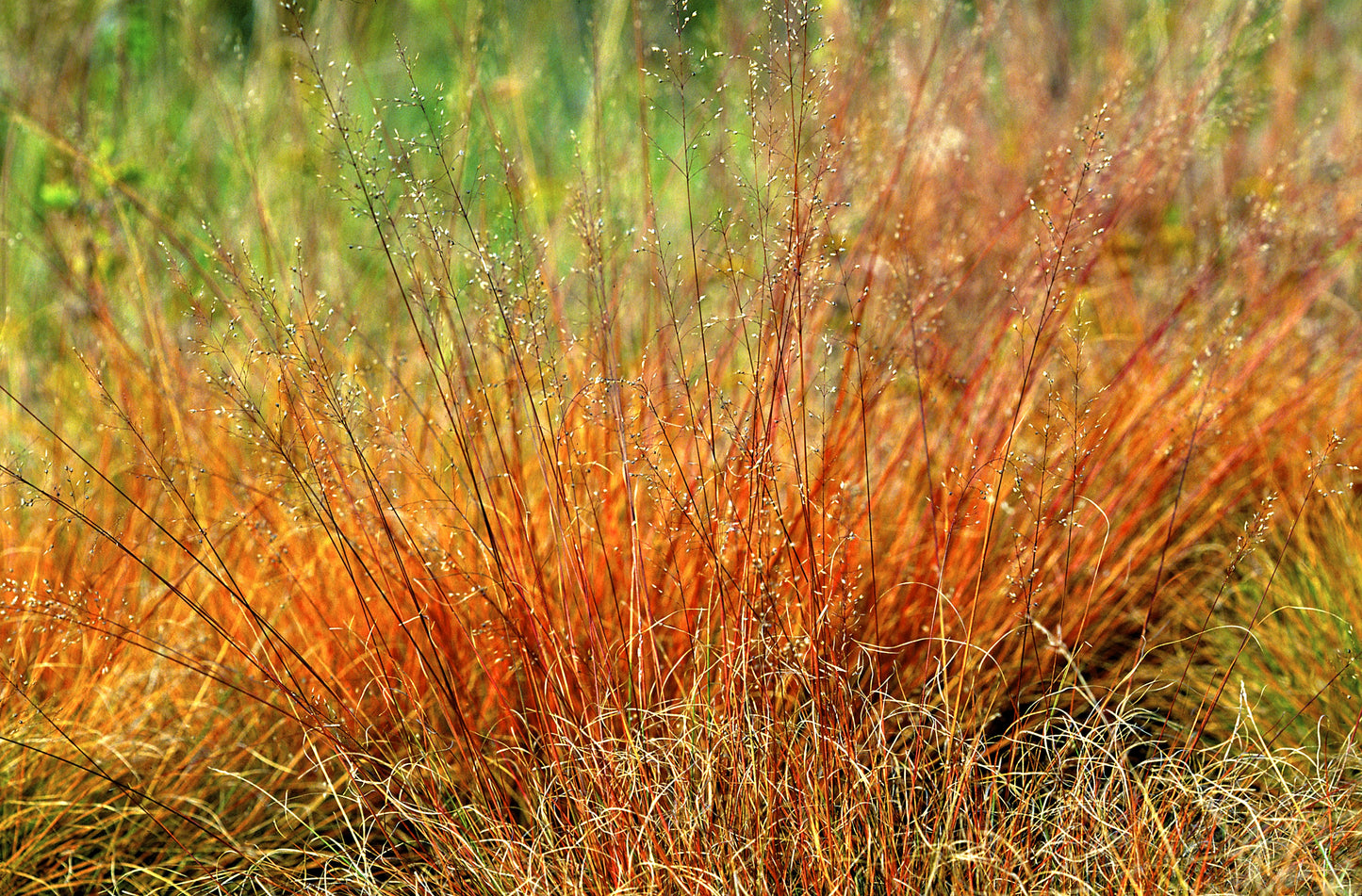 200 PRAIRIE DROPSEED Ornamental Native Grass Sporobolus Heterolepis Seeds