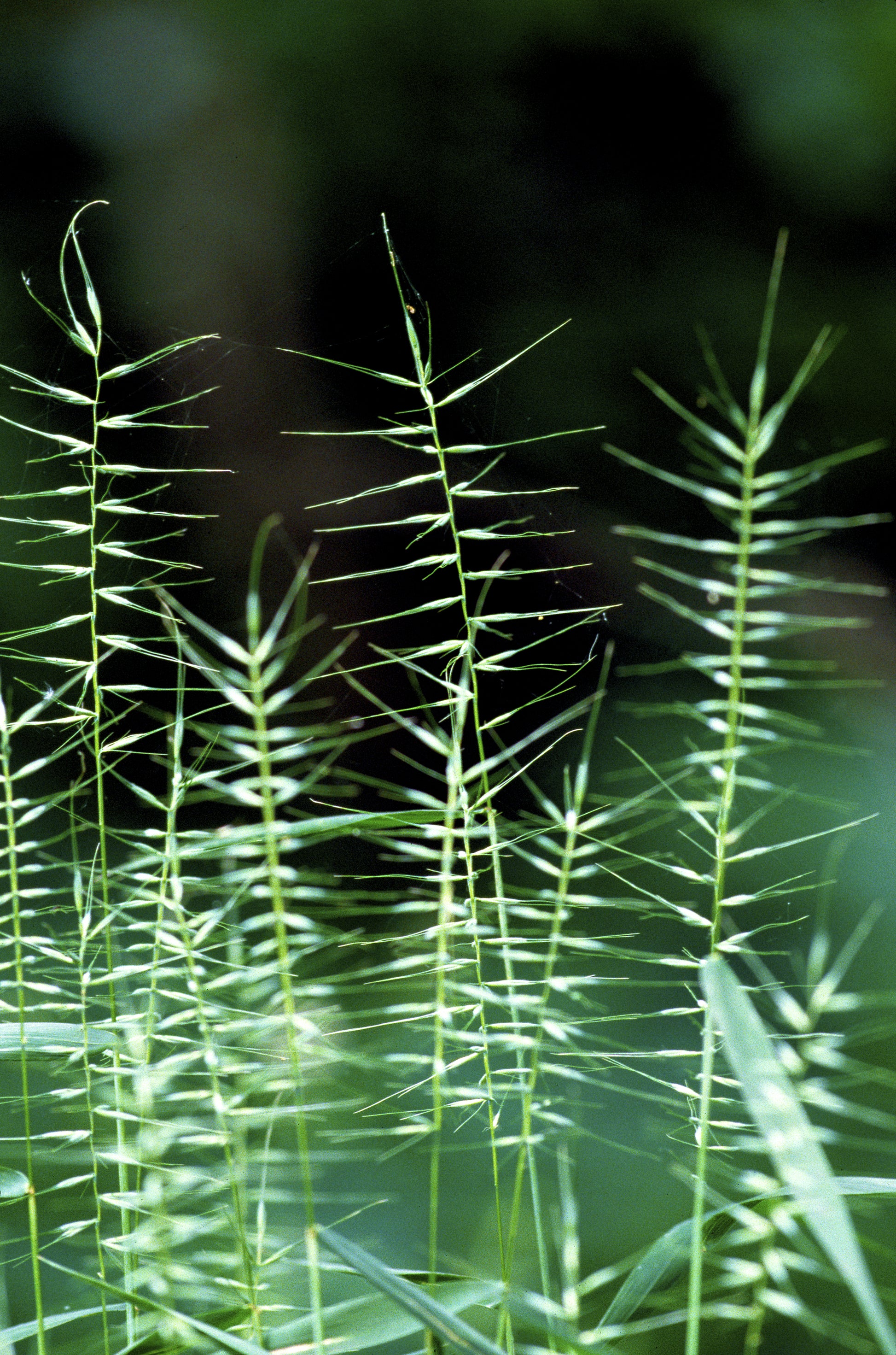 bottlebrush plant seeds 25 BOTTLEBRUSH GRASS Ornamental Shade Elymus Hystrix Patula Seeds – Seedville USA