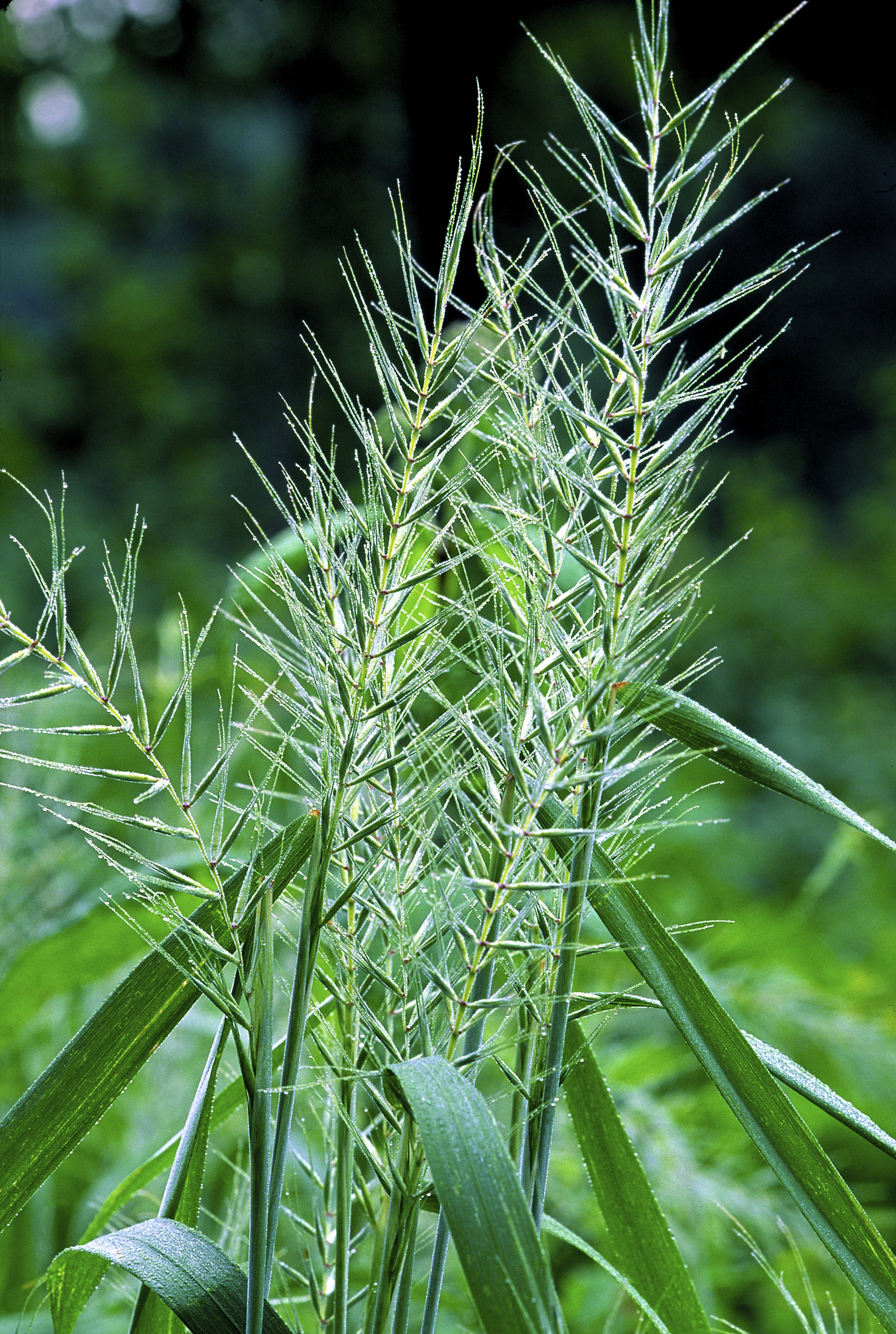 bottlebrush plant seeds 25 BOTTLEBRUSH GRASS Ornamental Shade Elymus Hystrix Patula Seeds – Seedville USA