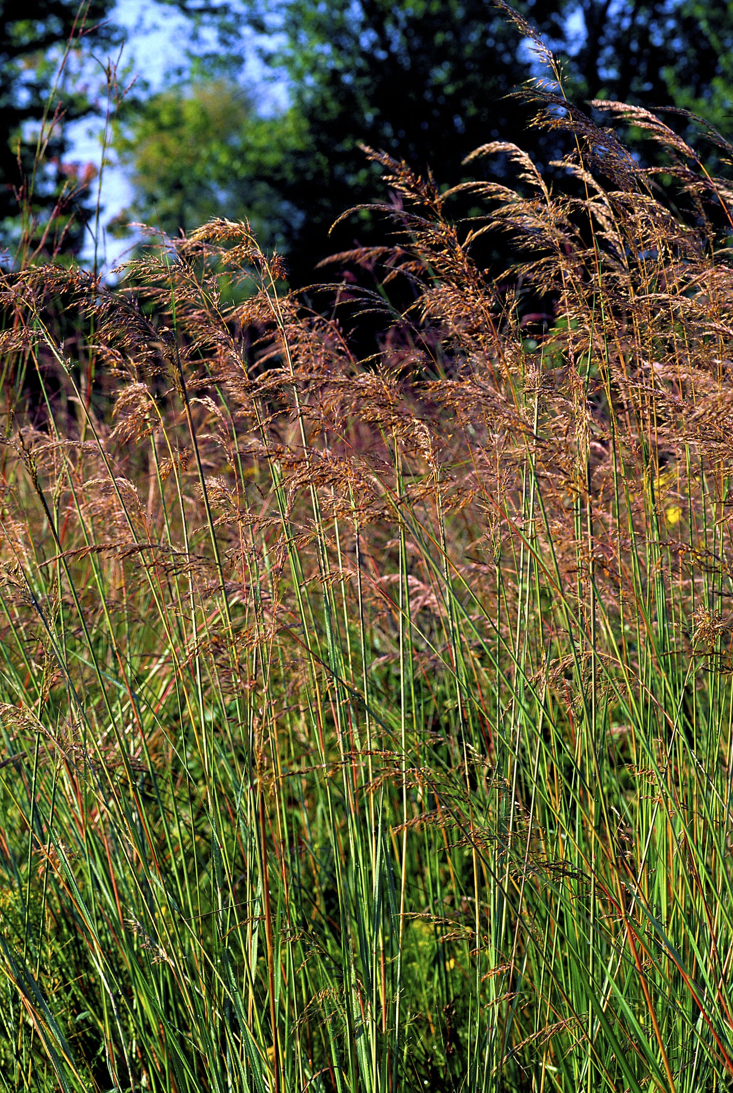 250 Ornamental INDIAN GRASS Sorghastrum Nutans Native Indiangrass Seeds