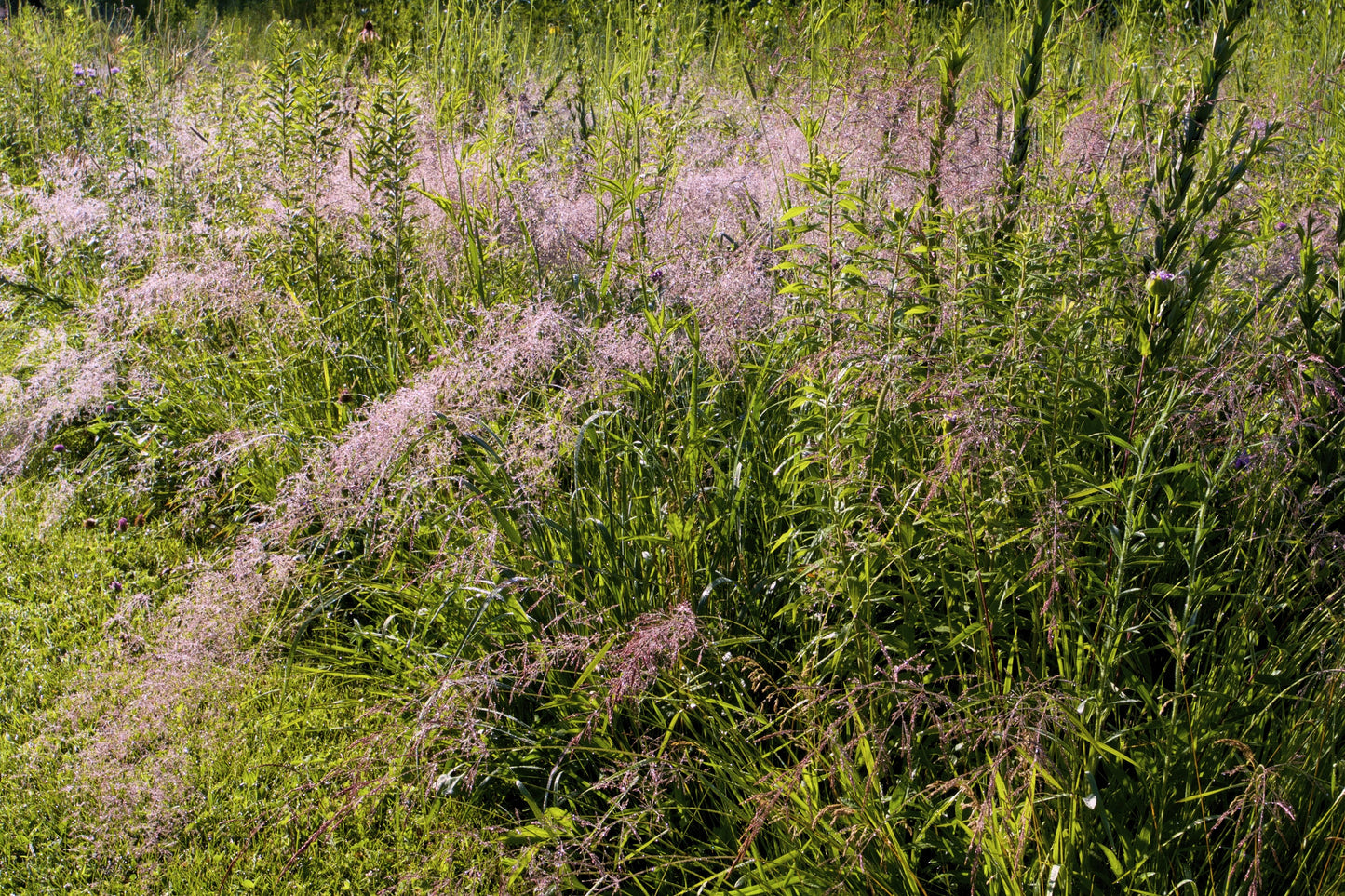 100 PURPLE LOVEGRASS Eragrostis Spectabilis Native Love Grass Flower Seeds