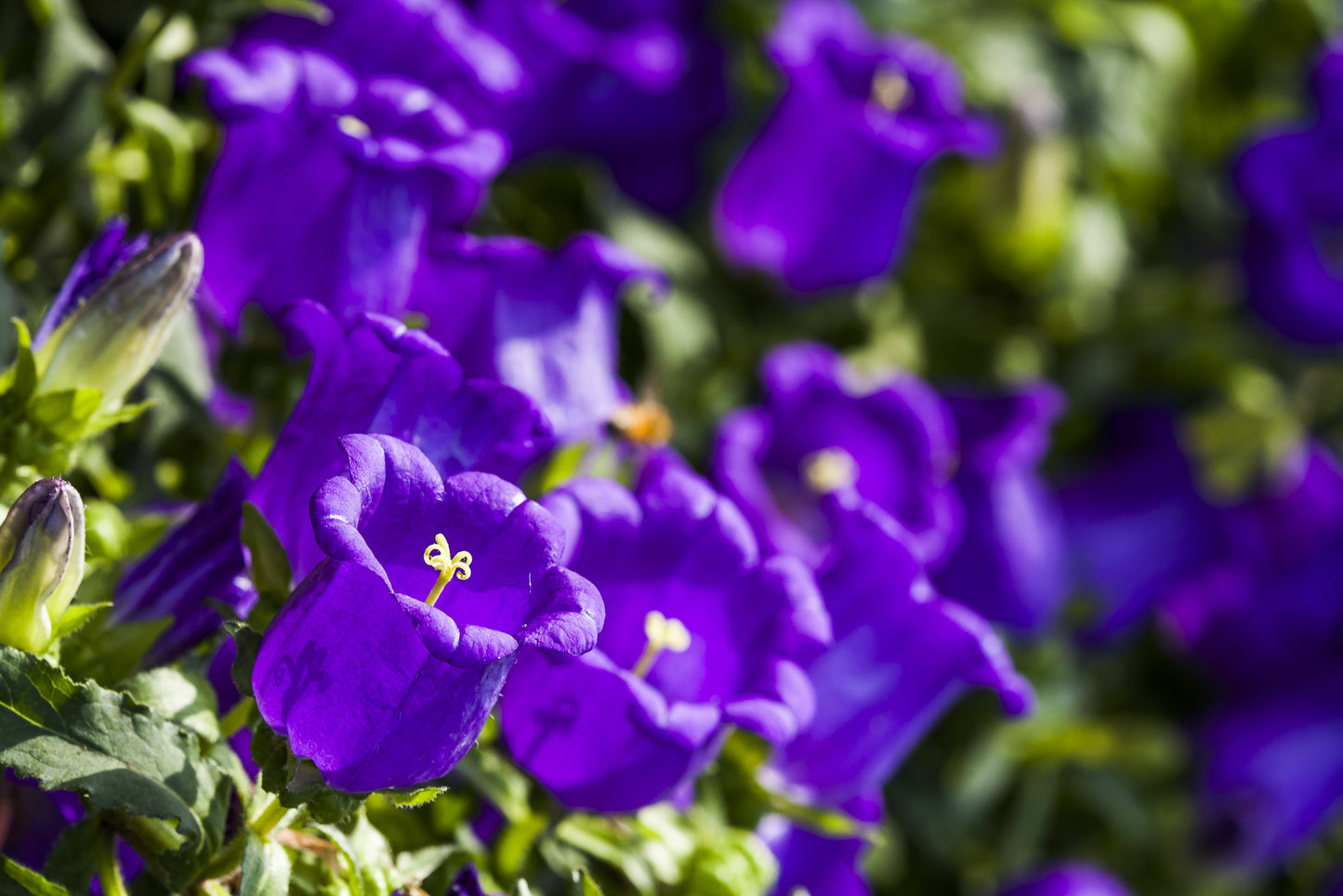 150 Mixed Colors CUP & SAUCER (Canterbury Bells) Campanula Medium Flower Seeds