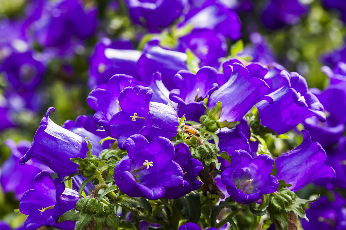 150 Mixed Colors CUP & SAUCER (Canterbury Bells) Campanula Medium Flower Seeds