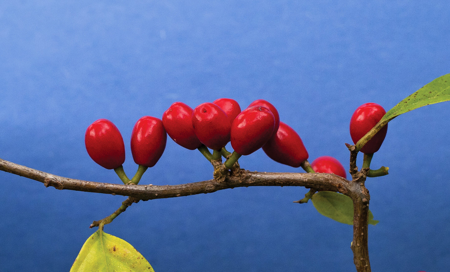 10 SPICEBUSH Wild Allspice Lindera Benzoin Northern Spice Bush Red Berry Yellow Flower Seeds