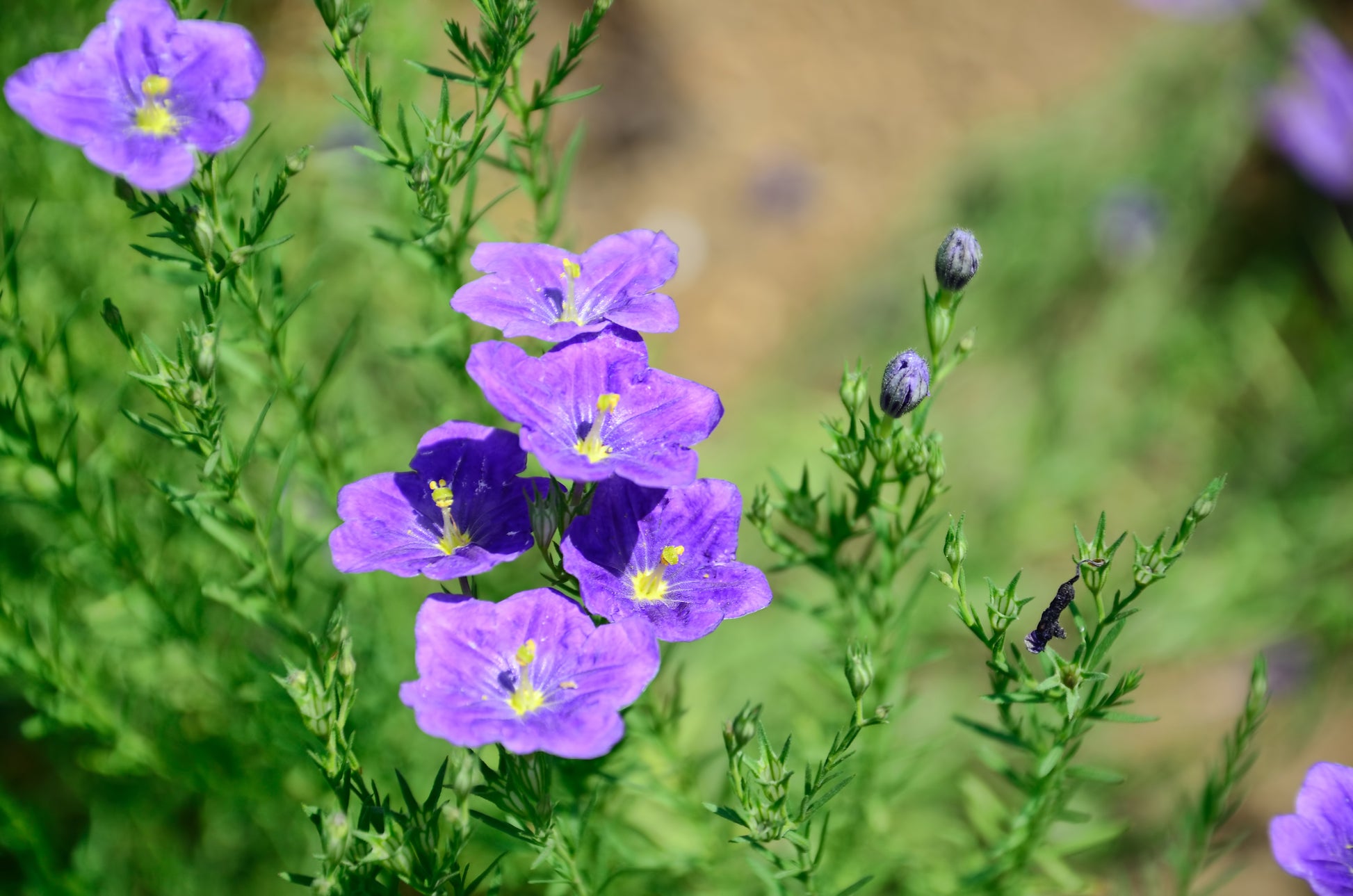 cup flower seeds 250 PURPLE Robe CUP FLOWER Nierembergia Hippomanica Caerulea Seeds
