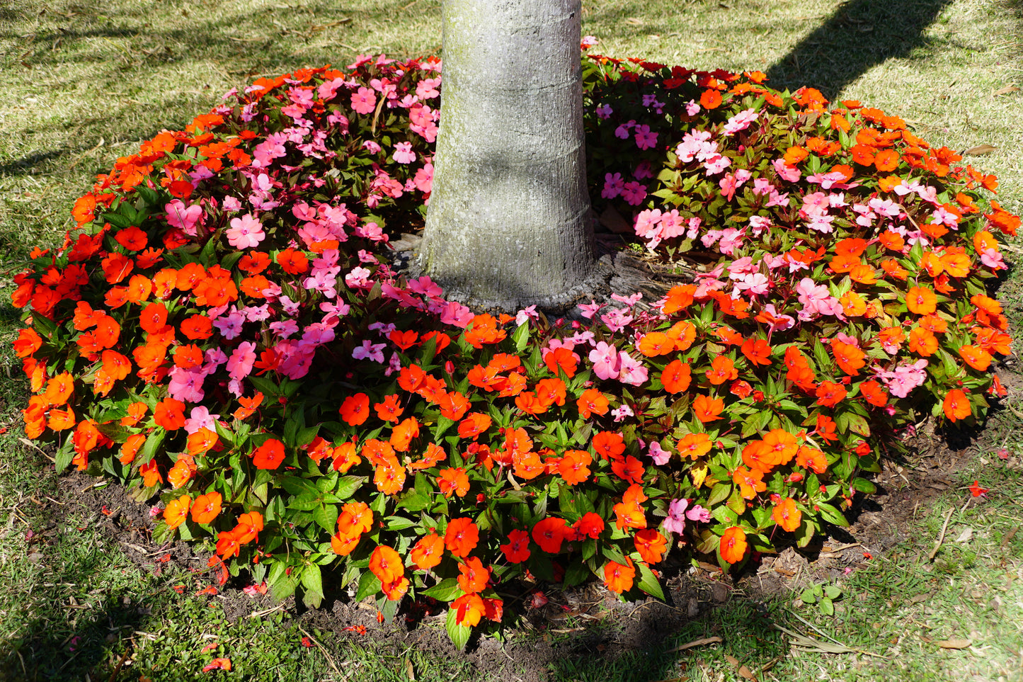 50 DWARF ORANGE IMPATIENS Walleriana Part Sun or Full Shade Flower Seeds