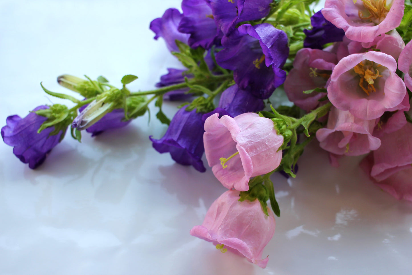 150 Mixed Colors CUP & SAUCER (Canterbury Bells) Campanula Medium Flower Seeds