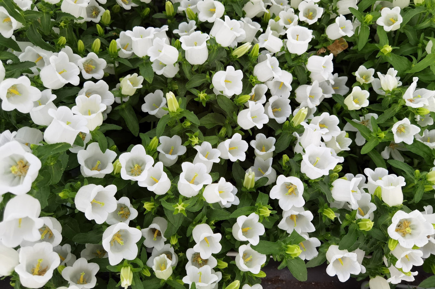 150 Mixed Colors CUP & SAUCER (Canterbury Bells) Campanula Medium Flower Seeds