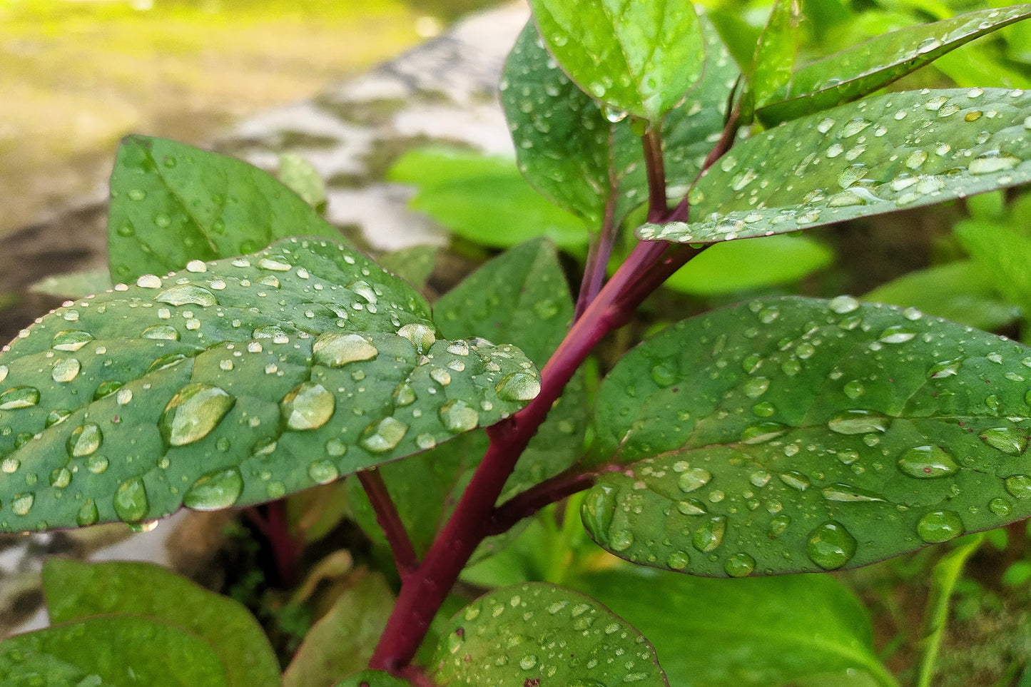 50 RED Stem MALABAR SPINACH Red Vine Ceylon Basella Alba Rubra Vegetable Seeds