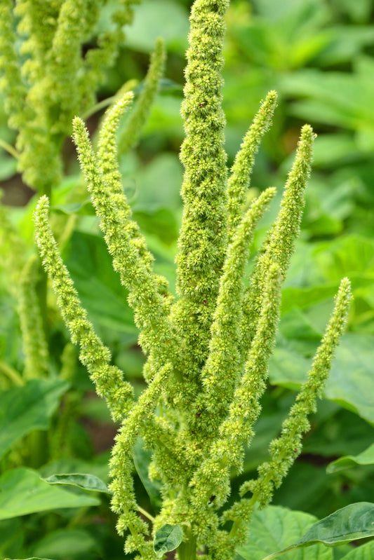 200 GREEN THUMB AMARANTHUS Hypochondriacus Prince’s Feather Amaranth Flower Seeds