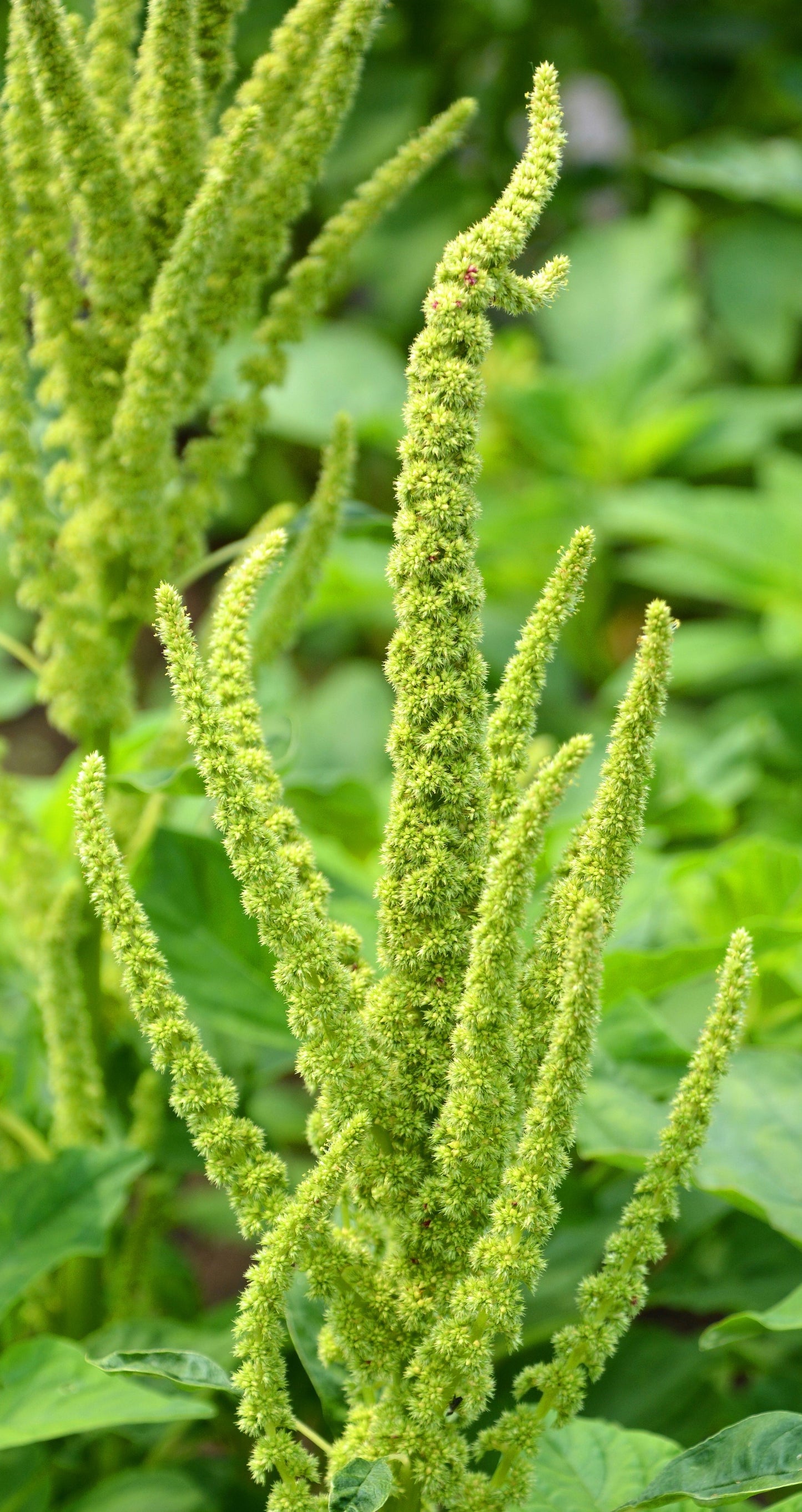 200 GREEN THUMB AMARANTHUS Hypochondriacus Prince’s Feather Amaranth Flower Seeds