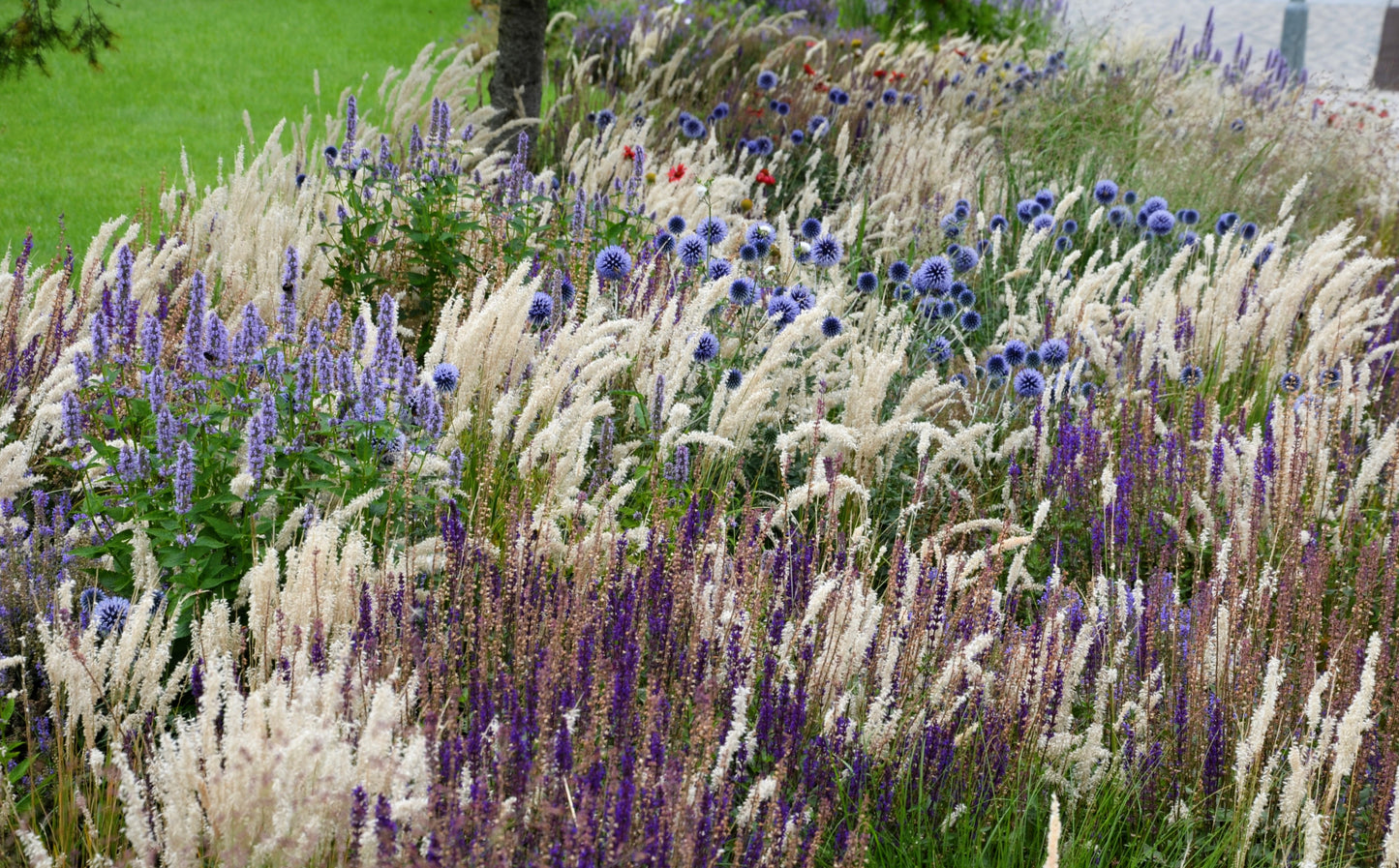 20 RED Spire MELIC GRASS Purple Melica Transsilvanica Flower Seeds